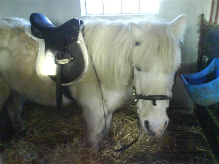 Anden særlig race Max (død) billede 2