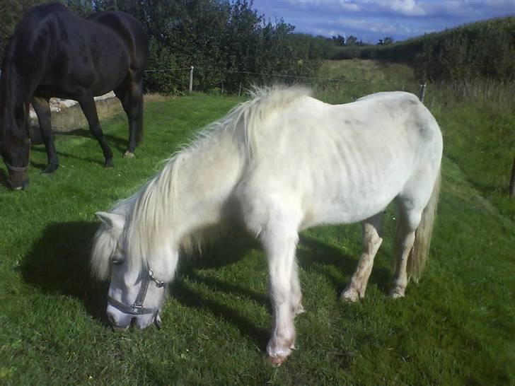 Anden særlig race Max (død) billede 3