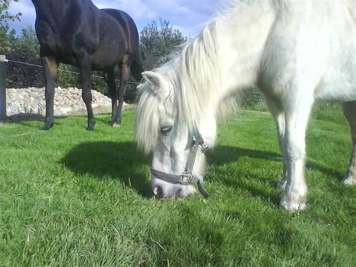 Anden særlig race Max (død) billede 4