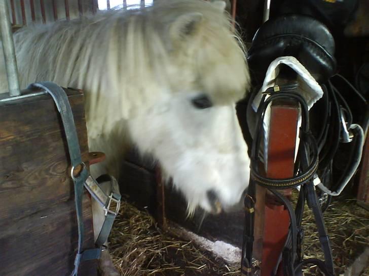 Anden særlig race Max (død) billede 5