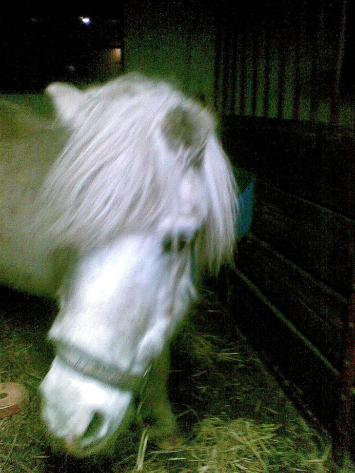 Anden særlig race Max (død) billede 6