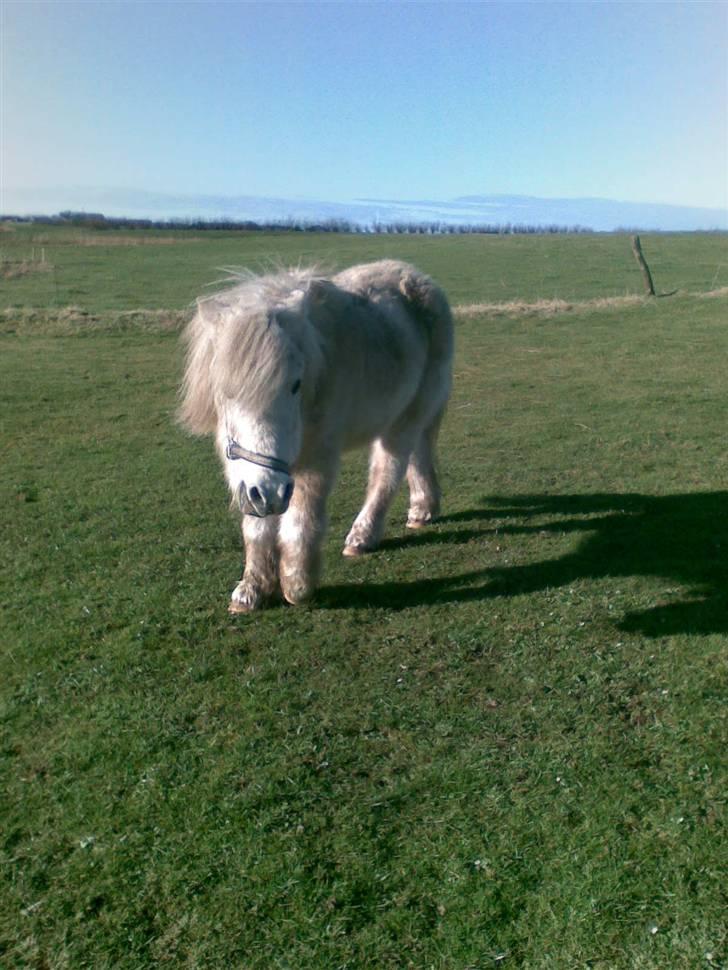 Anden særlig race Max (død) billede 7