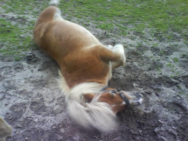 Anden særlig race Lukas<3 (solgt) billede 7