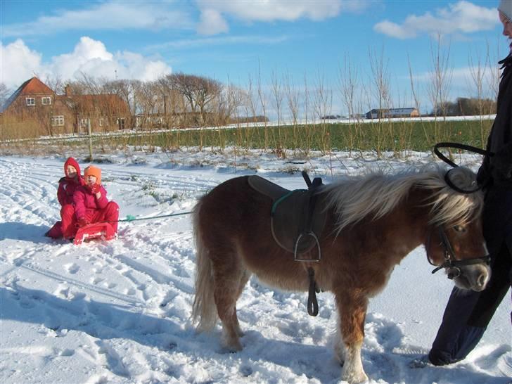 Anden særlig race Lukas<3 (solgt) billede 9