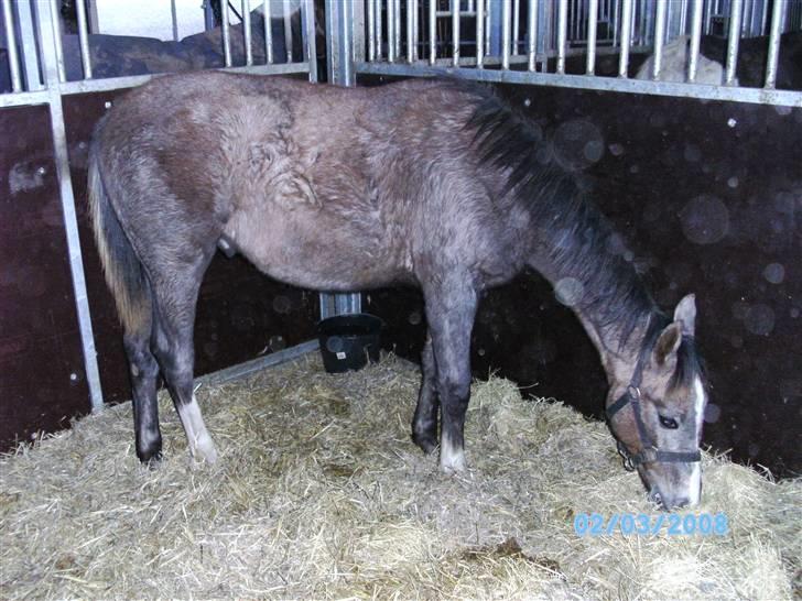 Dansk Varmblod Saxo Special - saxo 9 mdr billede 12