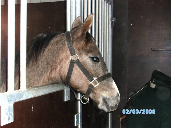 Dansk Varmblod Saxo Special - saxo 9 mdr billede 11