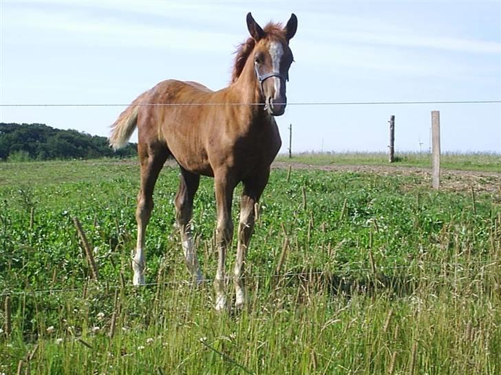 Anden særlig race Margrethenborgs Zamire <3 mit et og alt<3 - Kærvangs Lady Eagle billede 5