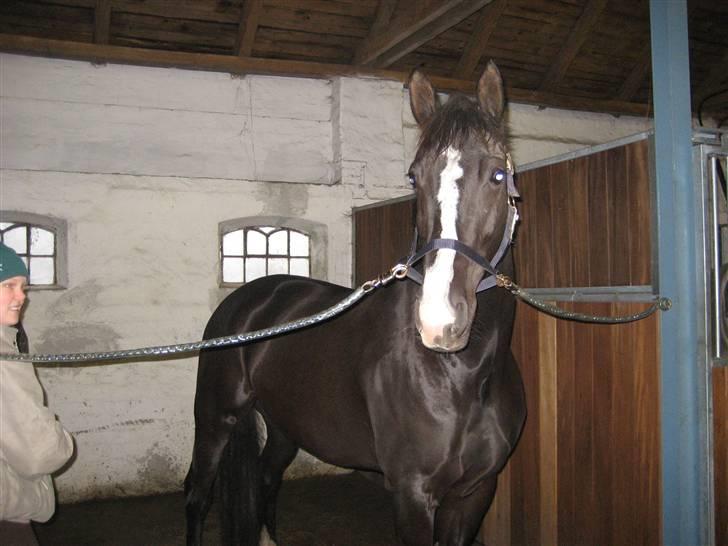 Dansk Varmblod Malue Åbo billede 6