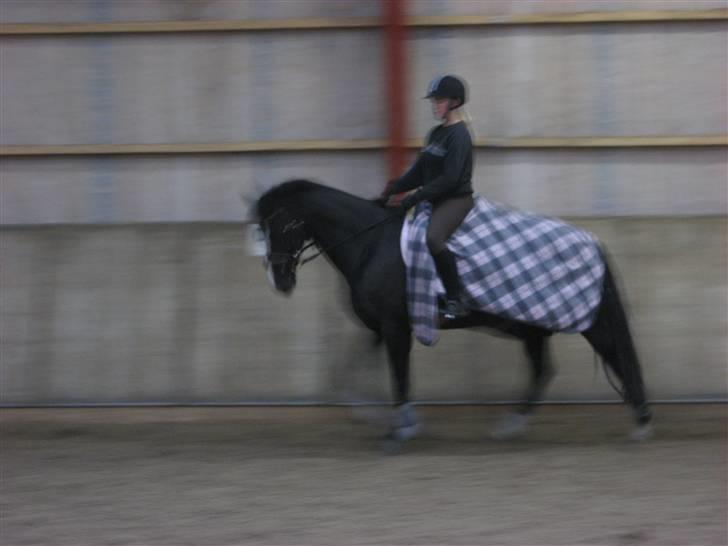 Dansk Varmblod Malue Åbo billede 7