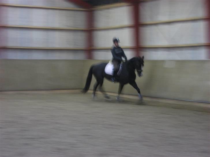 Dansk Varmblod Malue Åbo billede 8