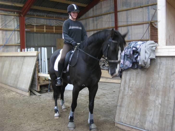 Dansk Varmblod Malue Åbo billede 9