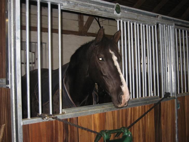 Dansk Varmblod Malue Åbo billede 10