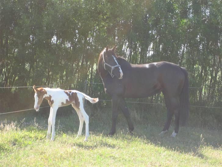 Dansk Varmblod Malue Åbo billede 11