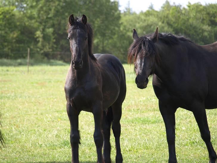 Frieser Bastiaan *R*I*P* billede 13