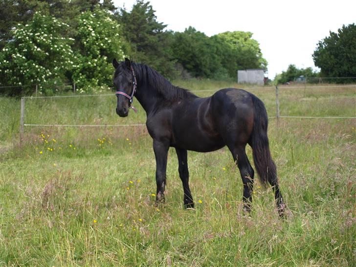 Frieser Bastiaan *R*I*P* billede 14