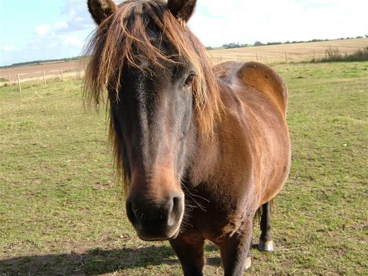 Islænder Hrina fra Udklit - Den lækreste hest<3. Fotot: Mig (MÅ IKKE KOPIERES) billede 10