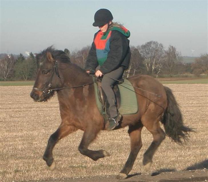 Islænder Hrina fra Udklit - Hrina i galop. Foto: Mig.  (MÅ IKKE KOPIERES) billede 12