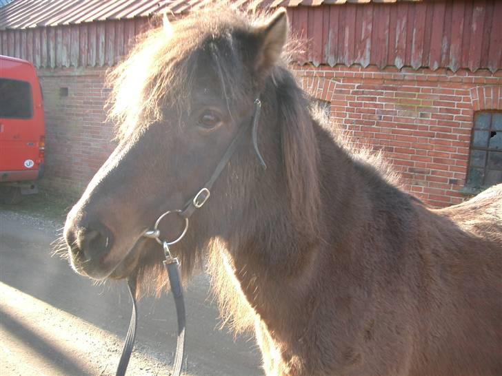 Islænder Hrina fra Udklit - Den smukke i solskin<3. Foto: Mig.  (MÅ IKKE KOPIERES) billede 16