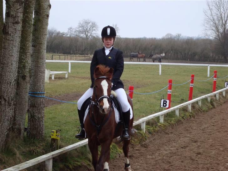 New Forest Hunter - ) billede 17