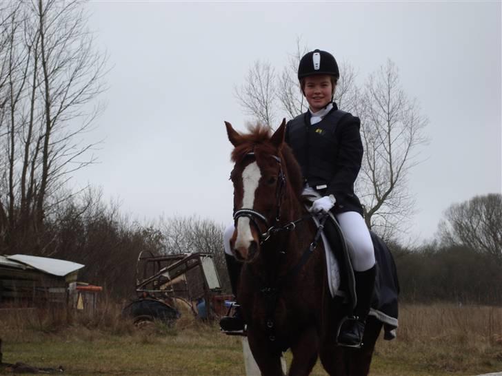 New Forest Hunter billede 18