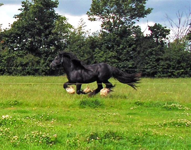 Irish Cob W. W. Wallace (R.I.P) billede 3