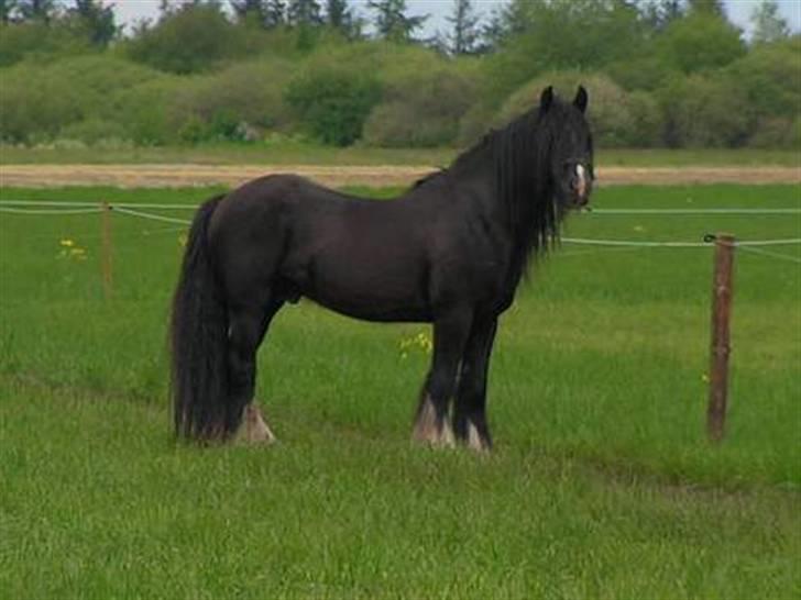 Irish Cob W. W. Wallace (R.I.P) billede 7