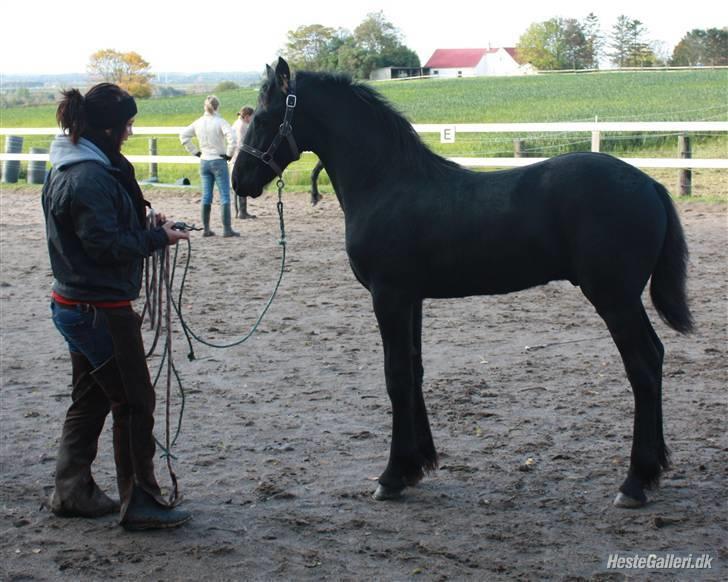 Frieser Cheval - Foto: Katja J billede 17