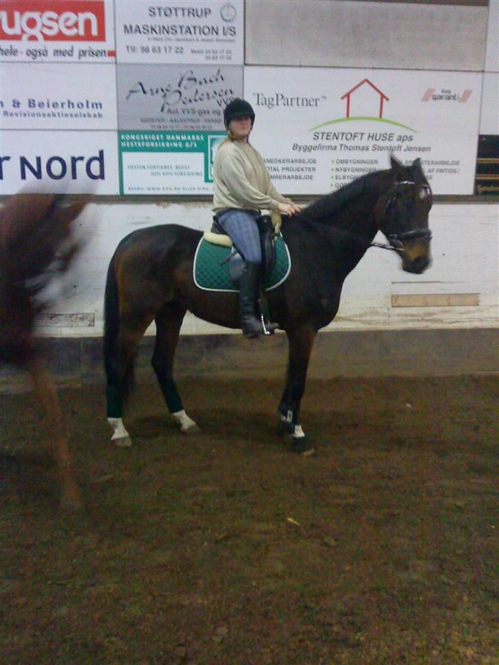 Dansk Varmblod Louis Figo *SOLGT* - Ja her er så min super ride hest.. billede 19