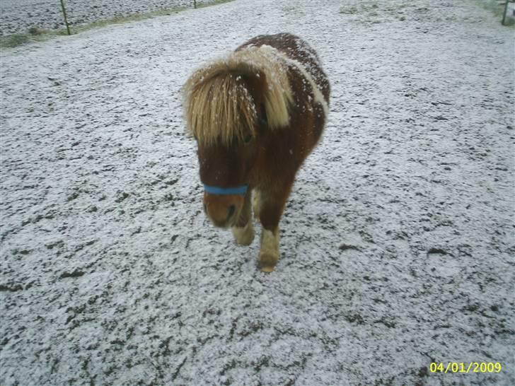 Anden særlig race Osvald (opr. af passer) - Snevejr.................... billede 14