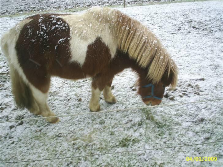 Anden særlig race Osvald (opr. af passer) - Øv intet at spise. billede 15