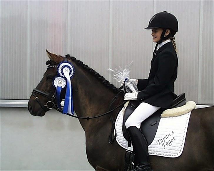 Gotlandsruss Tapan's Fagot ~A-Pony~ (solgt) - Blev nr 2 i Svendborg Mesterskab. billede 2