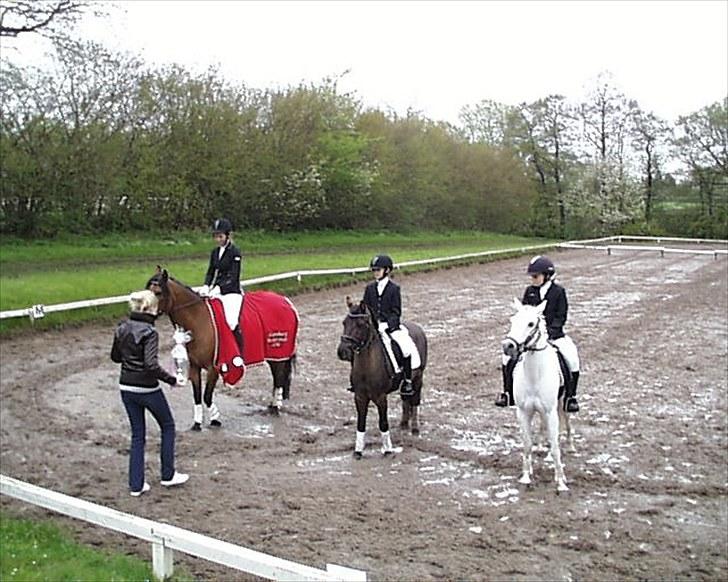 Gotlandsruss Tapan's Fagot ~A-Pony~ (solgt) - Præmie overrækkelse i Svendborg Mesterskab billede 3