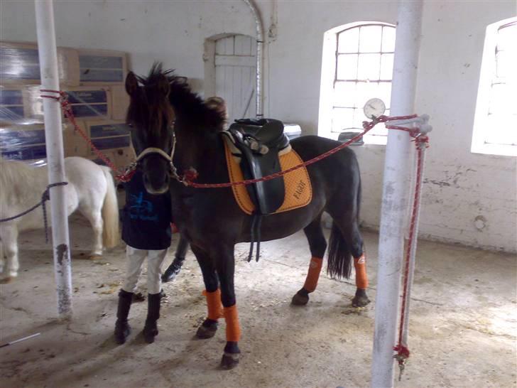 Gotlandsruss Tapan's Fagot ~A-Pony~ (solgt) - Da jeg var hjemme ved camilla B. og prøve fagot for første gang. billede 5