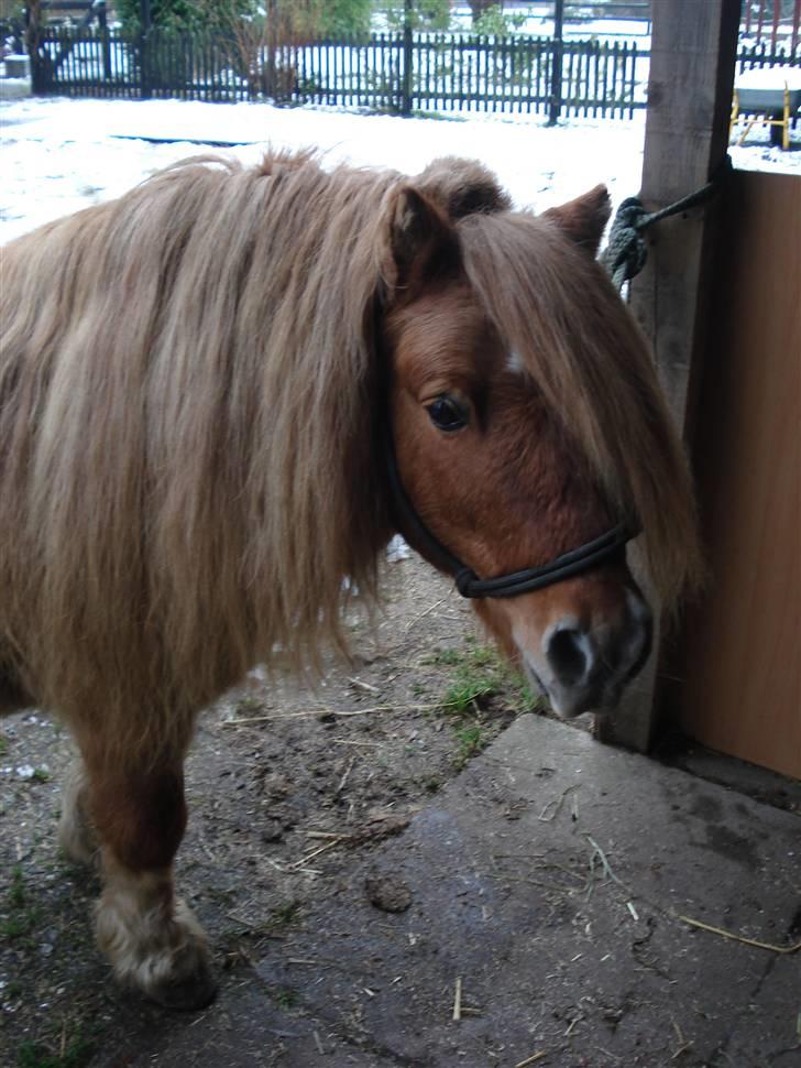 Shetlænder Tyson Solgt billede 10