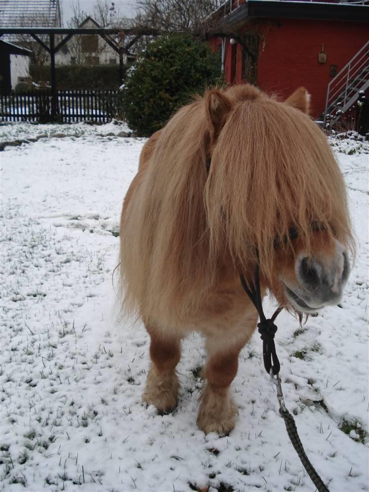 Shetlænder Tyson Solgt billede 11