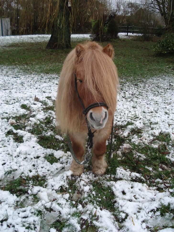 Shetlænder Tyson Solgt billede 12