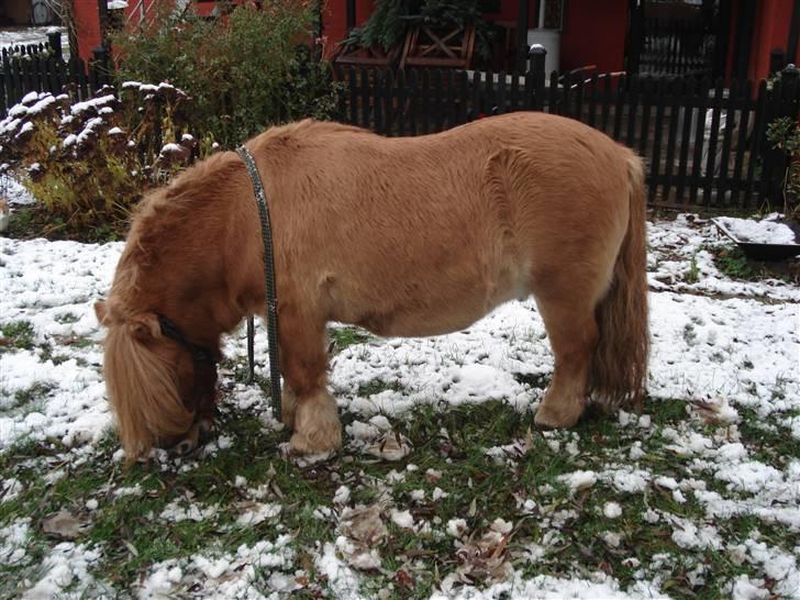Shetlænder Tyson Solgt billede 13