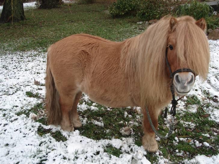 Shetlænder Tyson Solgt billede 14