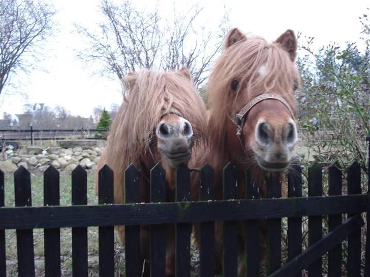 Shetlænder Tyson Solgt billede 15