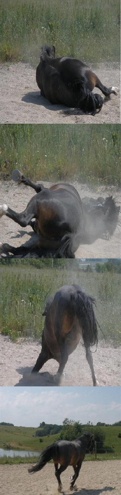 Anden særlig race Fandango SOLGT!! :'( - Rulle, Rulle, Rulle Løb :D   -Foto; LLJ. billede 17