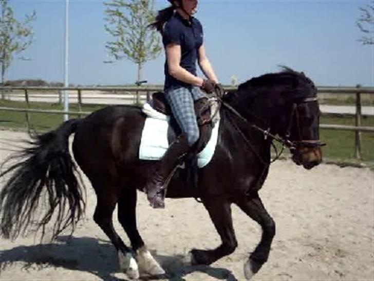 Anden særlig race Fandango SOLGT!! :'( - Mig og Kajsa skulle øve dressur den dag :)   -Foto; Ulla billede 18