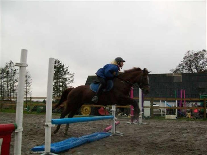 Anden særlig race Spizy (Special)*SOLGT* - Springe, ja det kan hun hende den lækre (L) billede 14