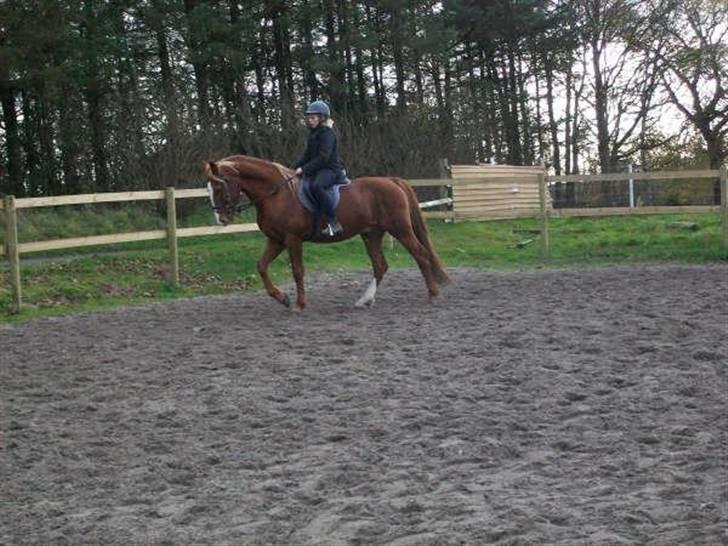 Frederiksborg Lucky Lykkebo  - Ridning, det VI elskeer (L´ billede 19