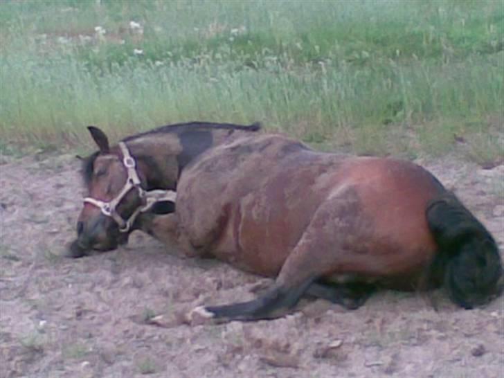 Anden særlig race Kissba - Rulletur. billede 2