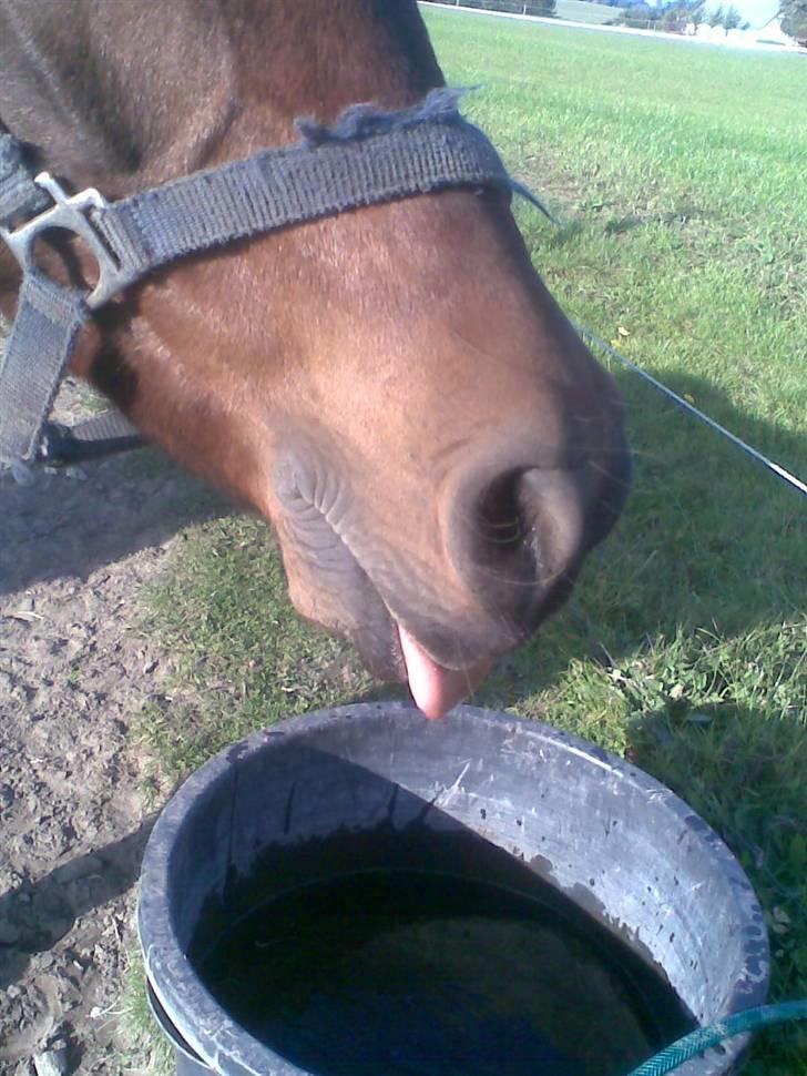 Anden særlig race Kissba - :P billede 3