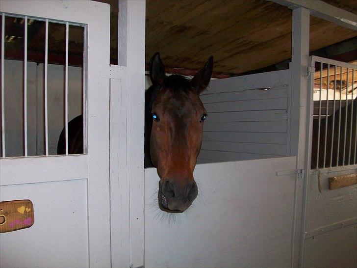 Anden særlig race Laurits (Kegle)   - Uhh har du noget til miig :) Keglen i sin boks billede 17