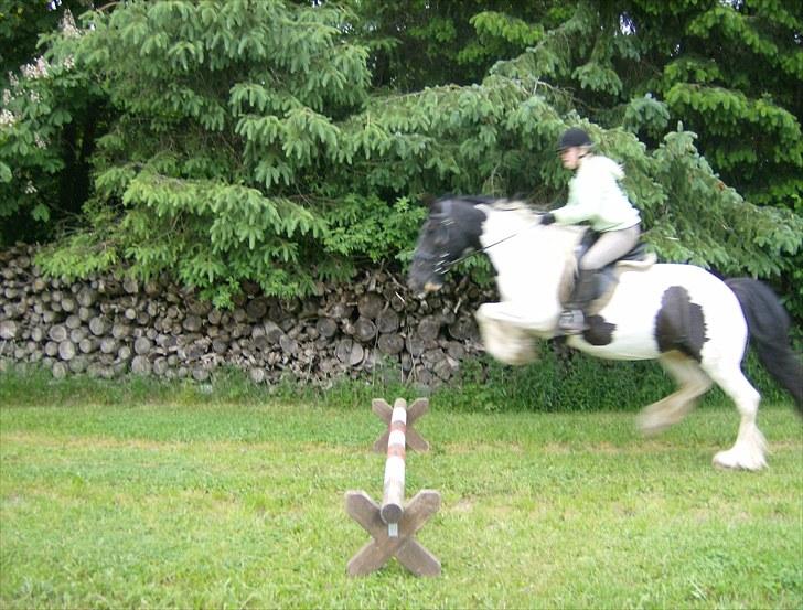Irish Cob Gipsy - Gitte springer på Gipsy...  billede 8