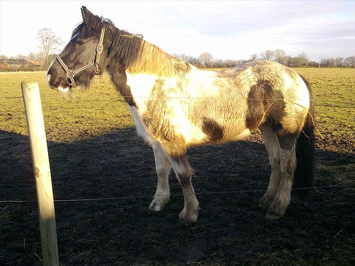Irish Cob Gipsy - nyt 23/1-11... har lige fået lov at kommeud uden dækken.. :-) billede 9