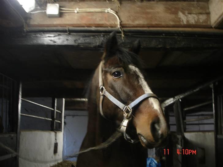 Holstener Casino Royale billede 1