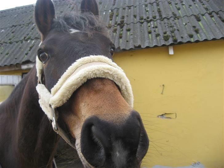 Tysk Sportspony Tequila  - hygge dag  09 billede 8